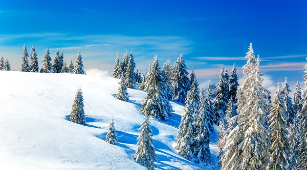 Bela montanha paisagem nevada e árvores cobertas de neve. Belo dia ensolarado nas montanhas. — Fotografia de Stock