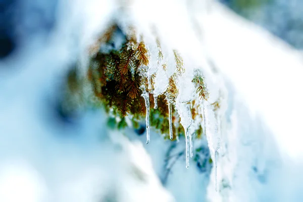 Schöner Schneematsch. schönes Detail des Baumes. — Stockfoto