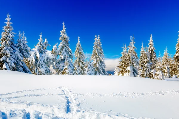Gyönyörű hegyi havas táj és hófákkal borított fák. Gyönyörű napsütéses nap a hegyekben. — Stock Fotó