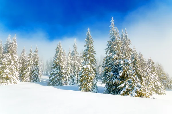 Gyönyörű hegyi havas táj és hófákkal borított fák. Gyönyörű napsütéses nap a hegyekben. — Stock Fotó