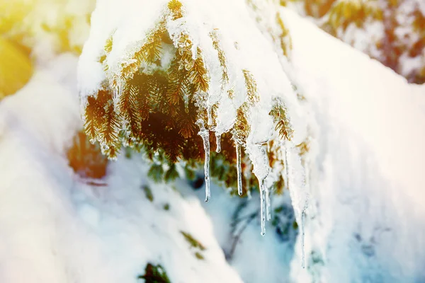 Hermosa nieve smrek. Hermoso detalle de árbol y luz del sol . — Foto de Stock