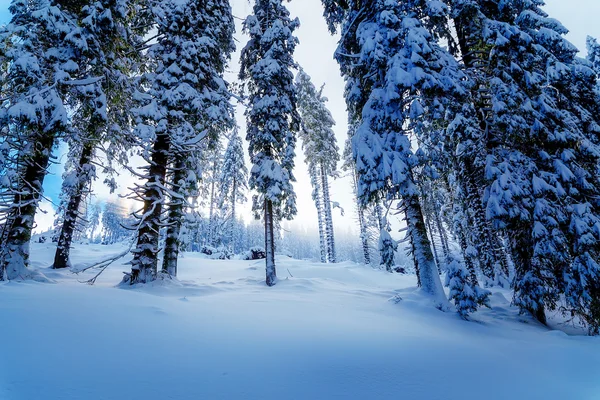 Gyönyörű hegyi havas táj és hó borította fák. — Stock Fotó