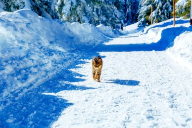 Kedi dağ kış manzara yolu üzerinde. Göz teması.
