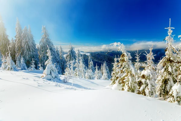 Bela montanha paisagem nevada e árvores cobertas de neve. Belo dia ensolarado nas montanhas. — Fotografia de Stock