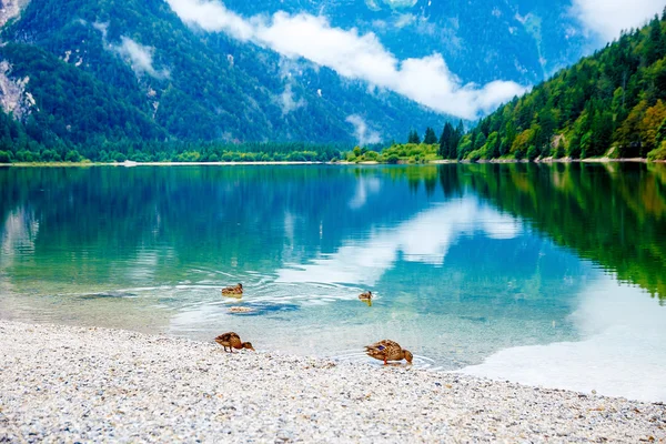 Дикая утка купается в озере . — стоковое фото