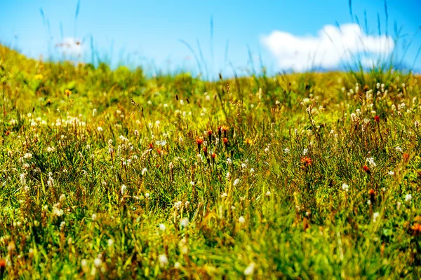 Montanha prado e flores da montanha, fundo borrão . — Fotografia de Stock