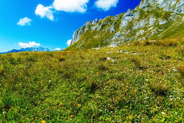 Prato di montagna e fiori di montagna, sfondo sfocato . — Foto Stock