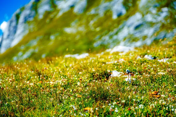 Montaña prado y flores de montaña, fondo borroso . —  Fotos de Stock