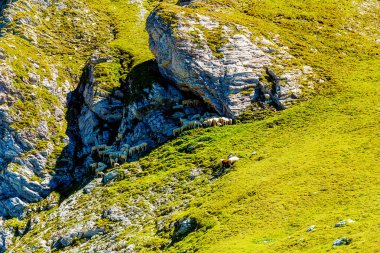 Dağ alpine mera Sloven. Dağlarda koyun sürüleri.