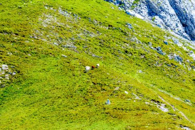 güzel dağ dağ manzarası grassing sığır.