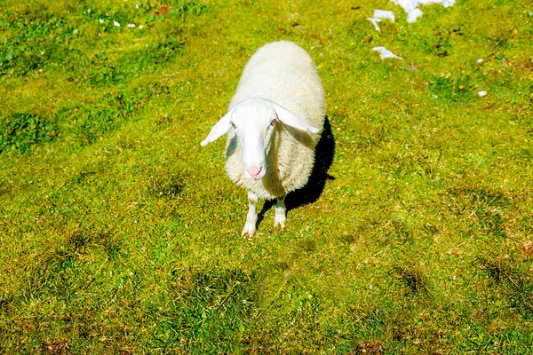 Fåren på vackra vilda ängen med bergslandskapet på bakgrund. — Stockfoto