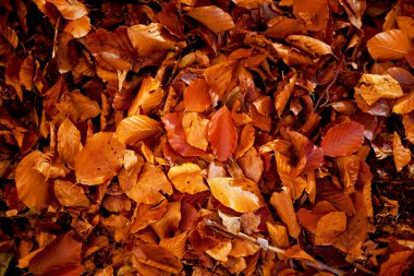 Kırmızı ve Turuncu Sonbahar Yaprakları, renk arkaplanı.