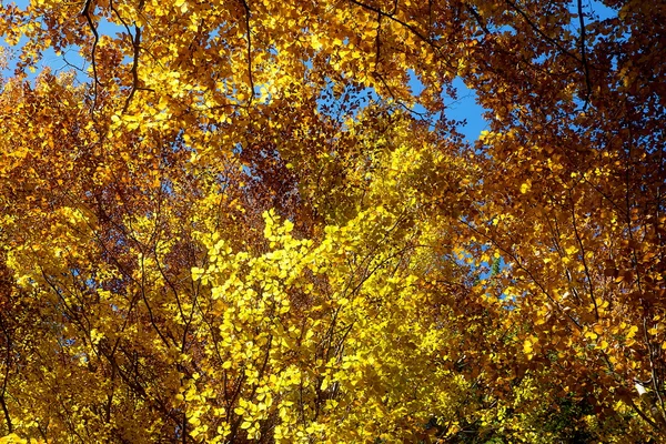 Copas de árboles dorados, con hermoso cielo azul brillante . —  Fotos de Stock