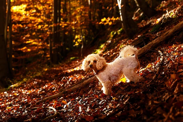 Caniche blanco en bosque de otoño hermosas hojas de otoño . —  Fotos de Stock