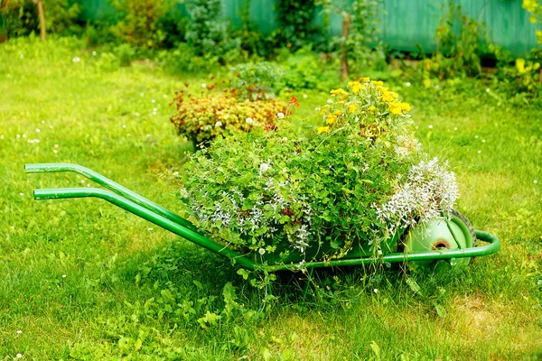 Brouette de jardin décorative avec bouquet de plantes sur fond d'herbe verte . — Photo