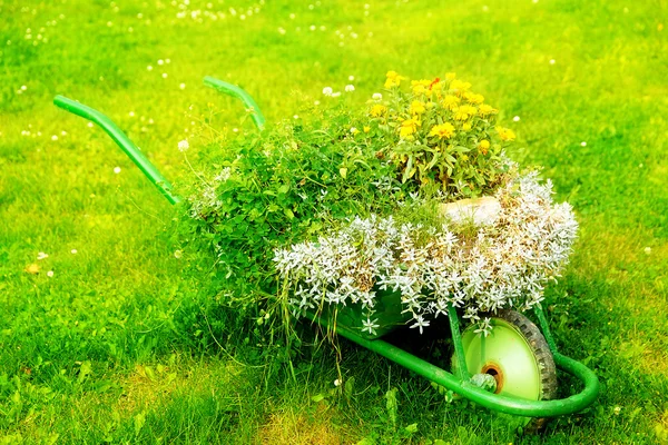 Jardim decorativo carrinho de mão com cacho de plantas no fundo grama verde . — Fotografia de Stock