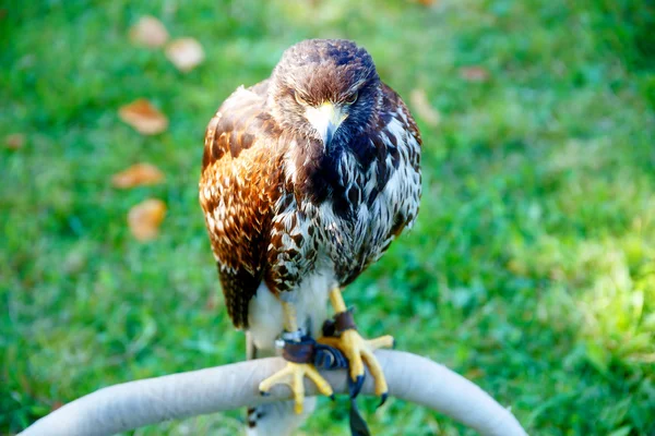 Hermoso pájaro de presa, común buitre, sentado en el poste de ajuste . — Foto de Stock