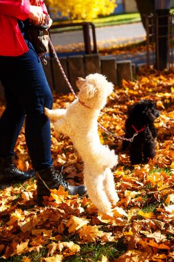 Güzel bir sonbahar park içinde kadın beslemeleri fino köpeği.