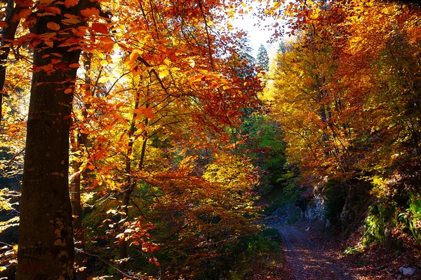 Camino del bosque en el otoño, hermoso color otoño previsión . —  Fotos de Stock