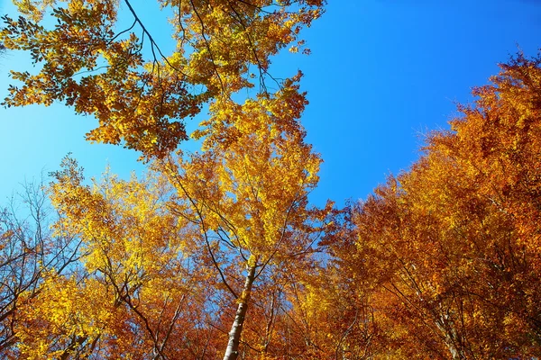 Złotych koronach drzew, z pięknym błękitnym niebem. — Zdjęcie stockowe