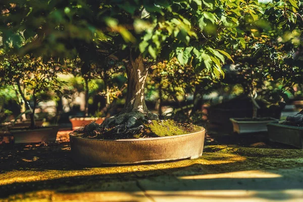 Bonsai velho bonito no outdor. — Fotografia de Stock