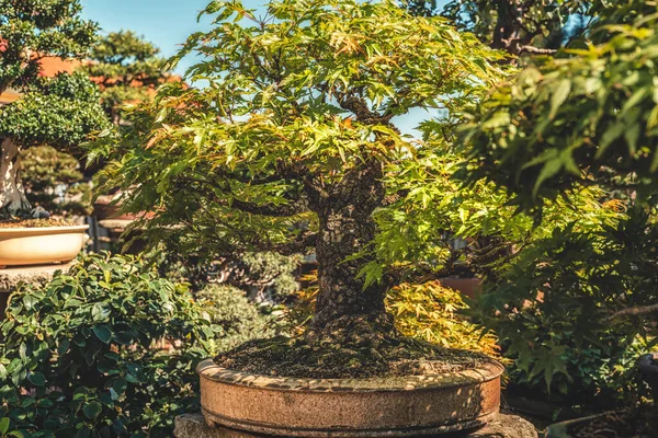 Bonsai velho bonito no outdor. — Fotografia de Stock