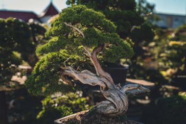 Outdor 'daki eski güzel bonsai..