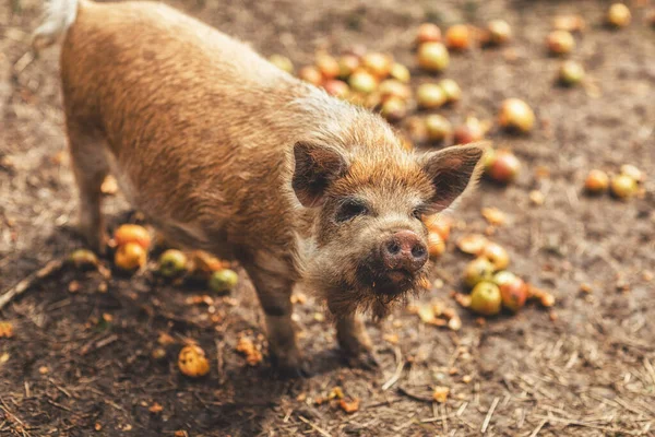 New Zealand piglets eat apples. — Stock Photo, Image