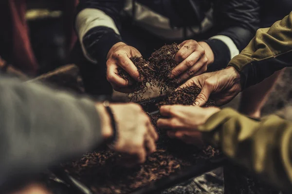 Preparación de tabaco fermentado en rodajas, — Foto de Stock