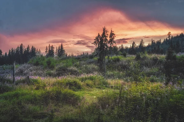 Paisagem bonita, prado de floresta cheio de flores. — Fotografia de Stock