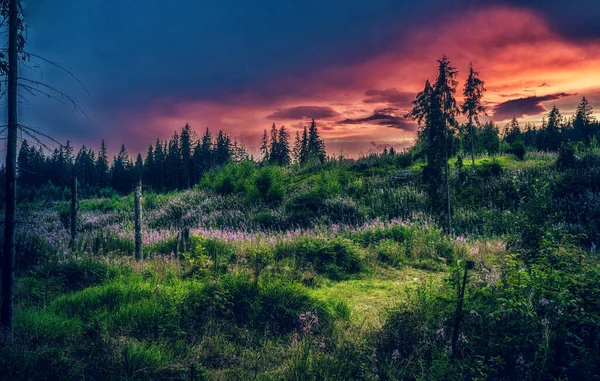 Schöne Landschaft, Waldwiese voller Blumen. — Stockfoto