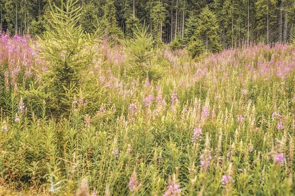 Schöne Landschaft, Waldwiese voller Blumen. — Stockfoto