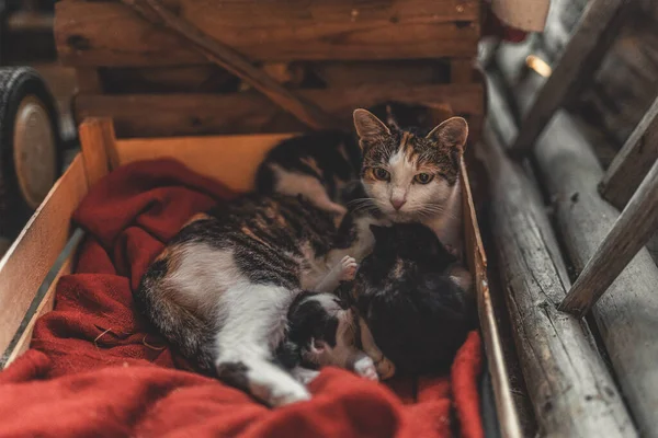 Gato madre y joven gato. — Foto de Stock