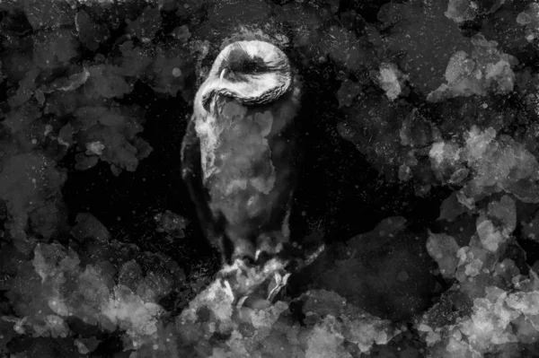 Barn owl on hand in night, black background. Painting effect. — Stock Photo, Image