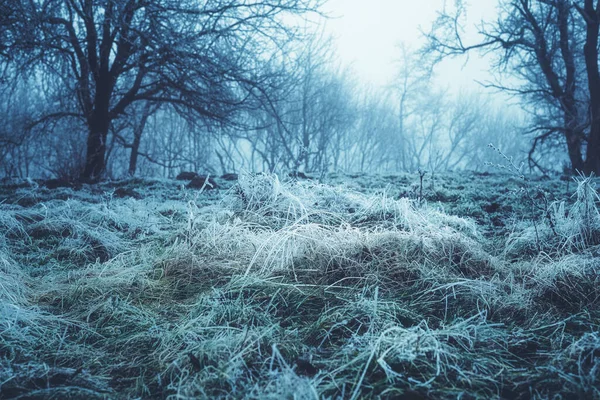 Mágico paisaje congelado en la niebla. — Foto de Stock