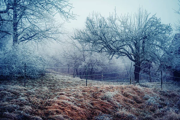 Paysage gelé magique dans le brouillard. — Photo