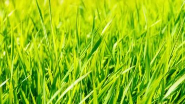 Güzel açık yeşil arpa. Yapı Yeşil arkaplan.