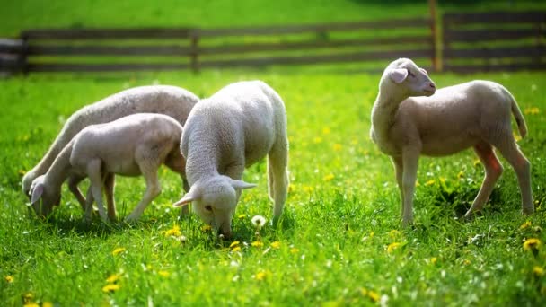 Små lamm betar på en vacker grön äng med maskros. — Stockvideo