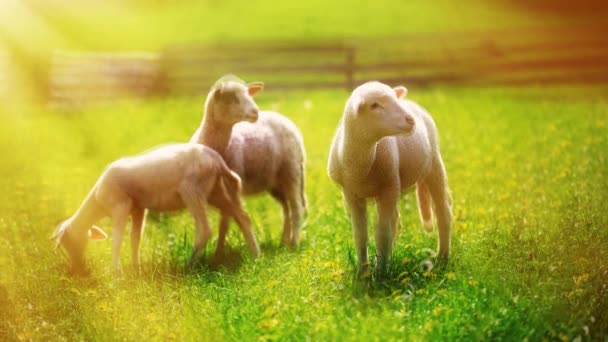 小羊羔在美丽的绿草地上吃蒲公英. — 图库视频影像