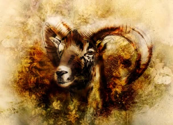 Drawing of male wild sheep with mighty horns on flower background. — Stock Video