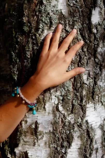 Beautiful womans hands on birch crust. — Stock Video