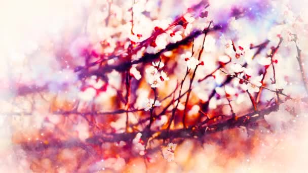 Jarní květiny, jarní květy pozadí a jemně rozmazané akvarely pozadí. — Stock video