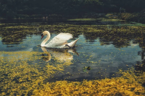 Krásná labuť v jezírku. — Stock fotografie