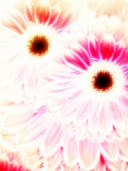 Zwei schöne Gerbera-Blüten mit rosafarbenen Blütenblättern fraktal — Stockfoto
