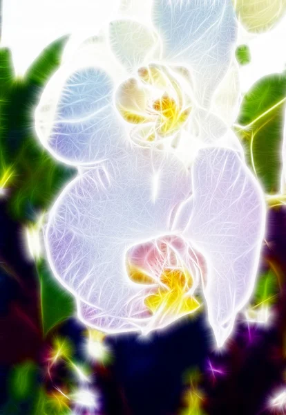 Ett par vackra orkidé blommor med en dagsljus skiner igenom, på en bakgrund av mörka bladen — Stockfoto
