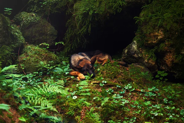 Alemania durmiendo Oveja-perro tendido en la piedra con en hermosa luz del bosque . —  Fotos de Stock