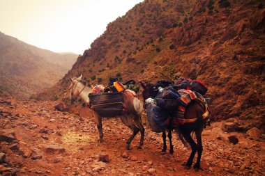 Bir çift beyaz Fas eşek ve kayalık çöl dağlar maceralı yolculuğa kendi arabası ile dinlenme braun, başlarını vadiye döndü sahip belki biraz aşırı.