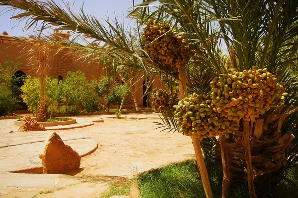 En vacker marockansk trädgård med dadelpalm träd med massa riping datel frukt, glödande sand ytan och brickety gamla murarna i bakgrunden — Stockfoto