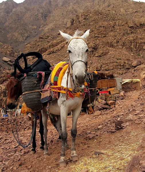 Une paire d'ânes marocains blancs et braun reposant avec leur voiture sur le voyage aventureux dans les montagnes rocheuses du désert, ayant la tête tournée vers l'observateur , — Photo