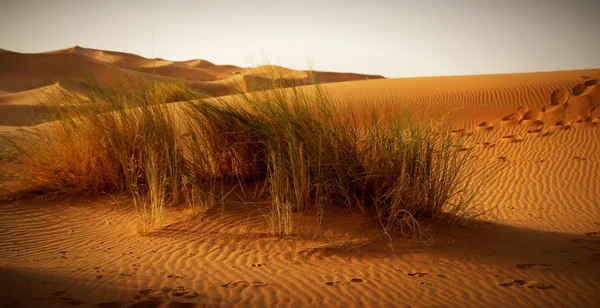 En marockanska öknen landskap med öken gräs plantation, sanddyner på horisonten och neverending fotspår på den glödande sand ytan, den kommande kvällen ljus med skuggor — Stockfoto